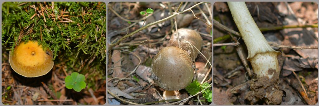 Ecco i funghi..escursione 18/04/2018